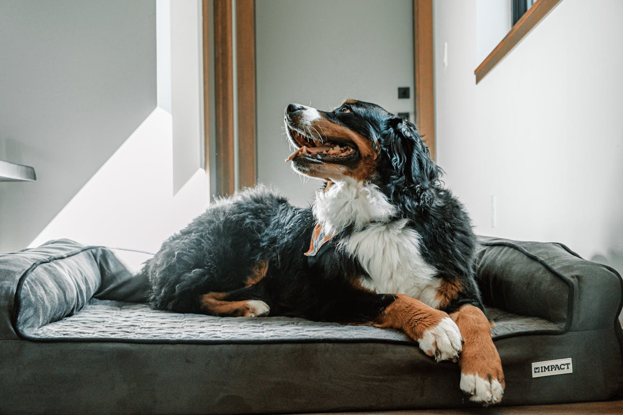 services-01 Happy Bernese Mountain Dog relaxing on a comfortable dog bed indoors with sunlight streaming in.