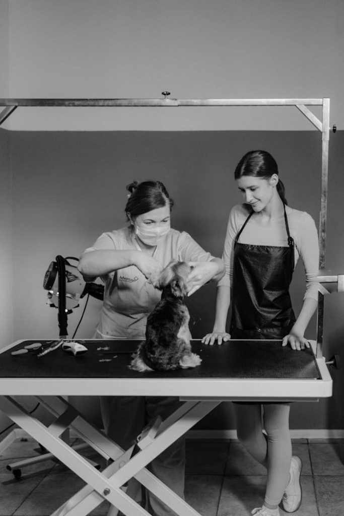 grayscale-photo-of-grooming-a-yorkshire-terrier-6131565 Two women grooming a Yorkshire Terrier on a grooming table. Black and white photo.