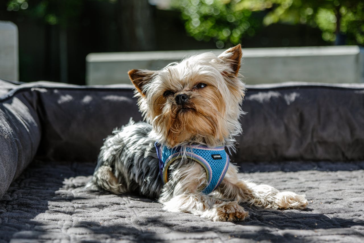 services-03 Cute Yorkshire Terrier resting in a sunny outdoor setting, showcasing a relaxed and happy pet lifestyle