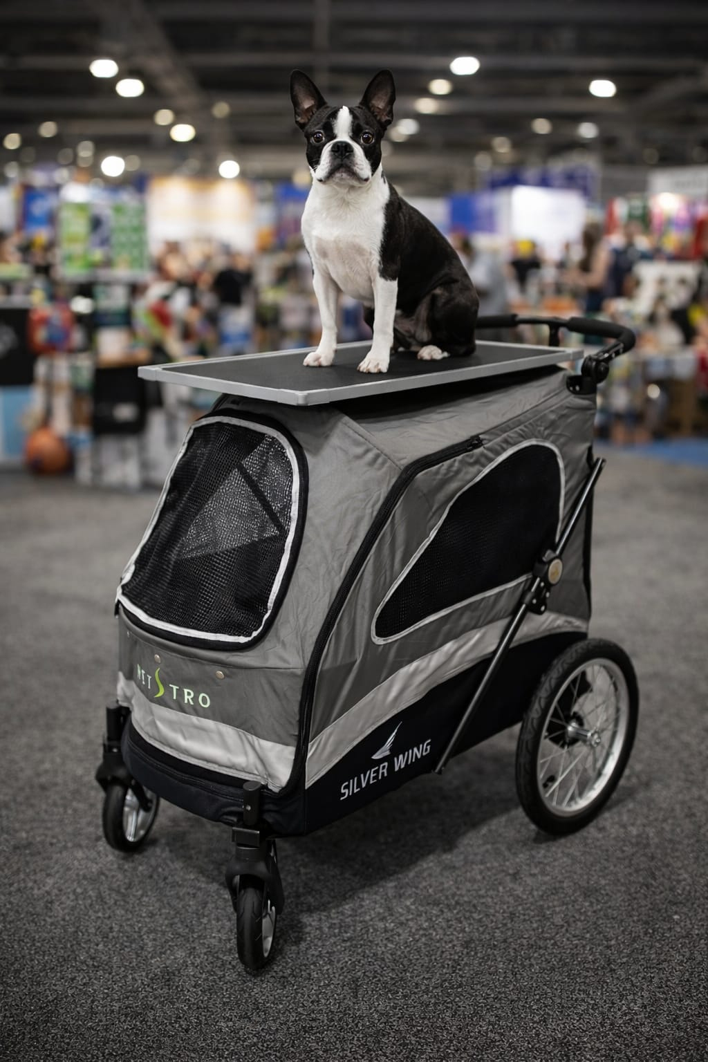 buy4dogs kolica boston