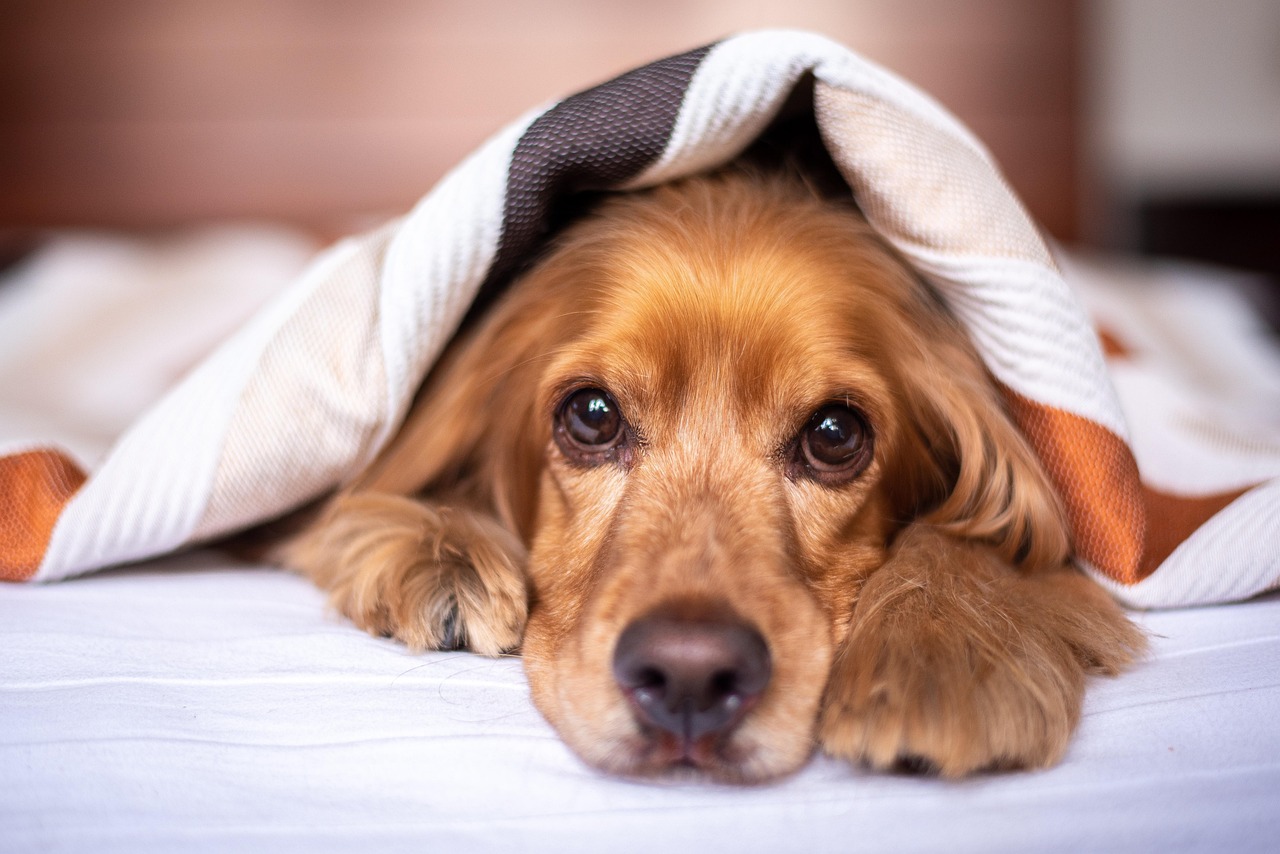 english cocker spaniel, dog, puppy, blanket, pet, pup, young dog, animal, domestic dog, purebred, furry, canine, mammal, nature, friend, cute, adorable, bed, bedroom, portrait