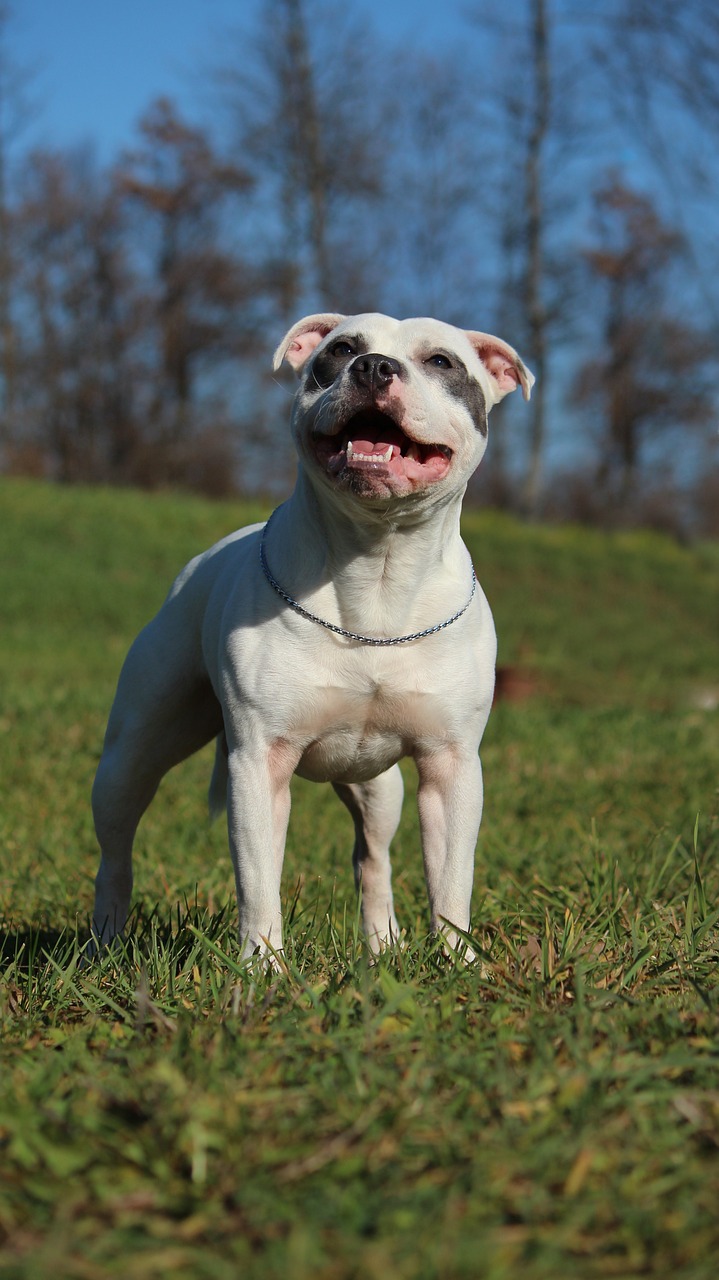 staffordshire bull terrier, white staffordshire bull terrier, blue staffordshire bull terrier, dog, bull terrier, bullterrier, staffordshire bullterrier, pied, dog champion, sbt, staffy, staffie, bully, bulldog, white sbt, blue sbt, staffordshire, terrier, pet, puppy, canine, gray, blue, animal, standing, dog standing