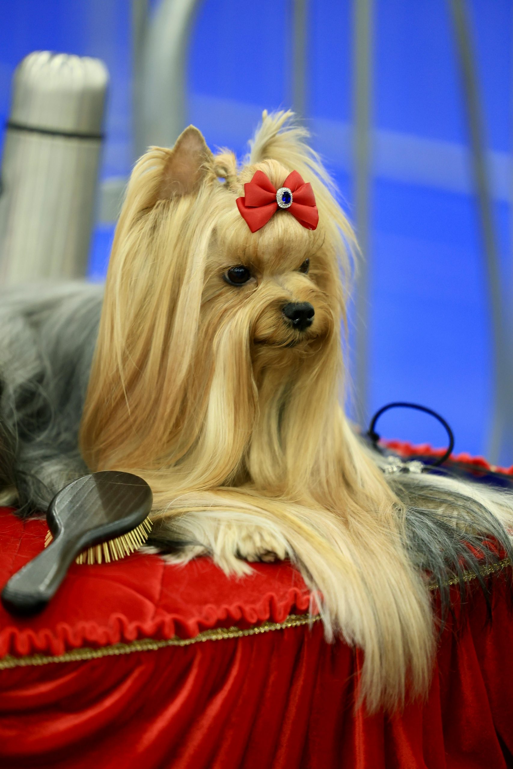 Yorkshire Terrier with red bow, resting elegantly on a red cushion, showcasing luxurious grooming.