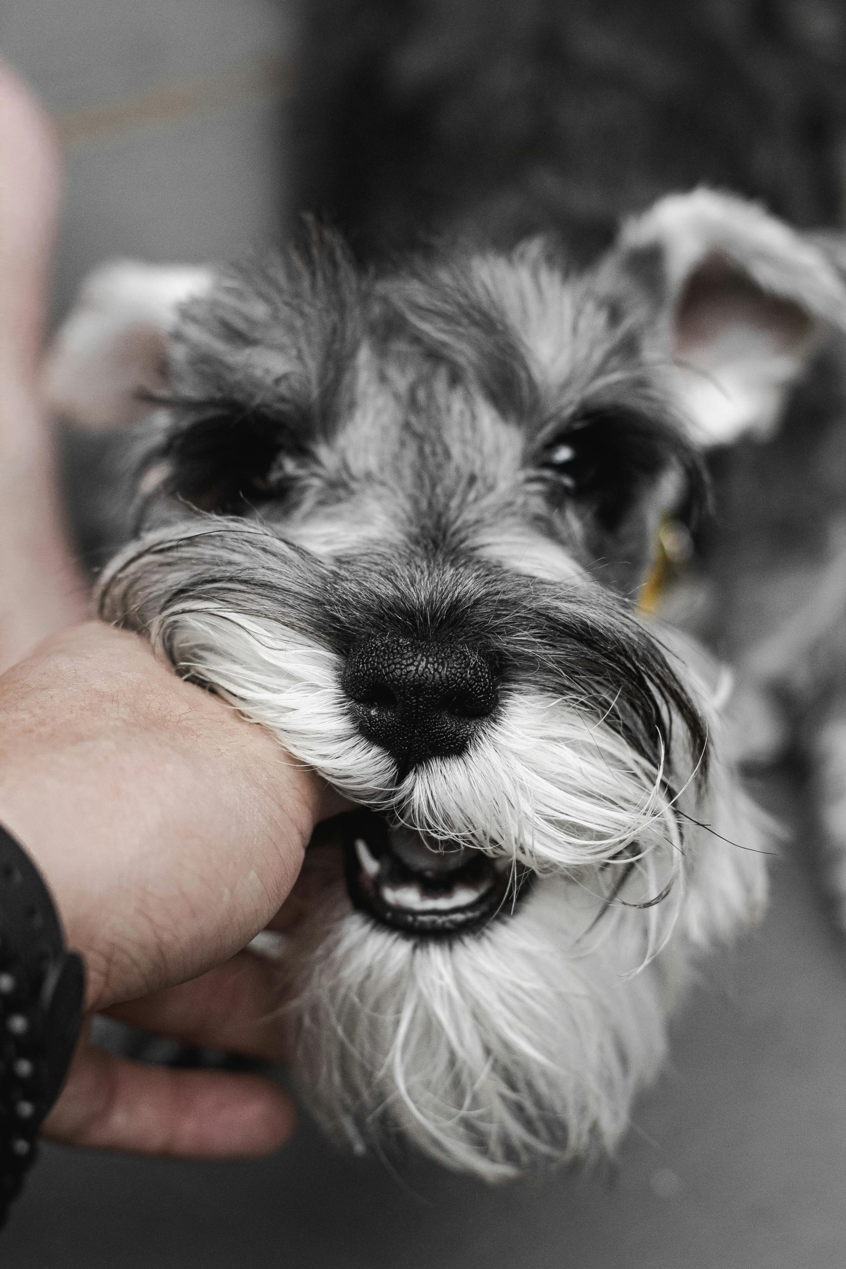 Cute schnauzer puppy nibbling on a hand, showcasing its playful and adorable nature.