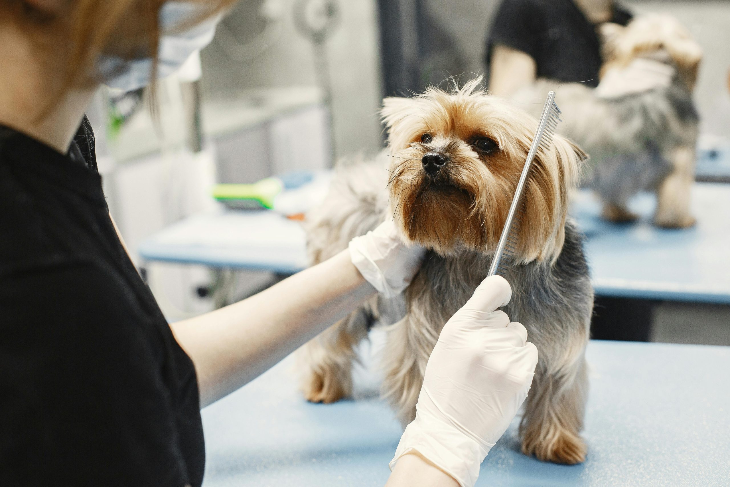 A Yorkshire Terrier being groomed by a professional with gloves and comb in a pet grooming salon.